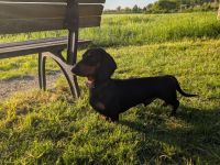 Artur-Ludwig von den Glücksdackeln, steht ab sofort geeigneten Dackeldamen als Deckrüde zur verf.