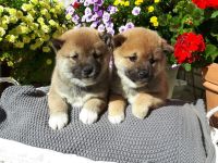 Shiba Inu Welpen - Reinrassig