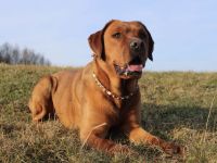 Wunderschöner Labrador-Deckrüde "Schorsch" kerngesund, genetisch frei & a echter Bayer mit Herz