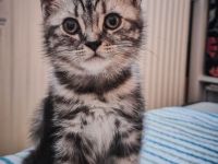 Noch 1 BKH-Junge ab 10.06.2026 abzugeben - Black-Silver-Tabby-Classic