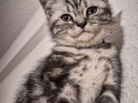 Noch 1 BKH-Junge ab 10.06.2026 abzugeben - Black-Silver-Tabby-Classic