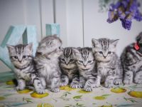 Noch 2 BKH-Jungs im Whiskas-Look (Black-Silver-Tabby-Classic) abzugeben