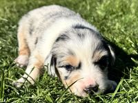 Australian Shepherd