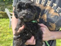 Zauberhafter Maltipoo-Welpe F2 Generation sucht ein liebevolles Zuhause 🐾