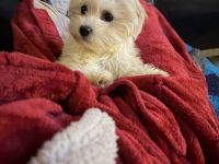 Mila sucht ein neues Zuhause