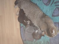 1 graue und 1 schwarze zu verkaufen