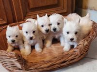 Zuckersüße West Highland White Terrier Welpen