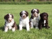 Aussiedoodle