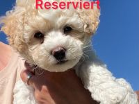 Weiße Welpen Bichon Frise