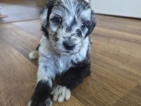 Aussiedoodle Welpen