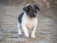 Süßer Welpen suchen liebevolles Zuhause auf Lebenszeit