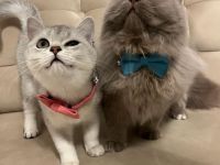 Liebevolles Katzenpaar sucht neues Zuhause