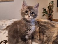 Maine Coon Kitten