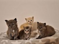 Maine Coon Kitten