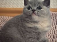 BKH, Britisch Kurzhaar Kitten Blue und Blue Tortie, Reservierung möglich