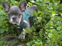 Französische Bulldoggen Welpe (Rüde) sucht liebevolle Famile