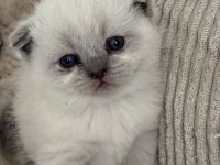 BKH kitten abzugeben