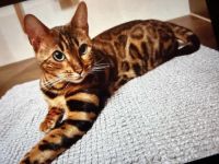 Wurfankündigung - Bengal-Kitten (TICA) - WorldChampion im Stammbaum