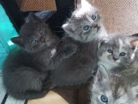 Schöne BKH Mischling Kitten