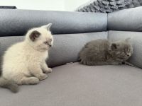 2 BKH Kitten suchen liebevolles Zuhause 🐾🐾