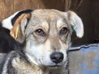 Linja, ein feines, sensibles Hundemädchen sucht Liebe und Geborgenheit, 10M, 42cm