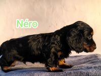 Langhaar-Dachshund