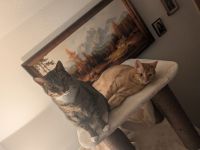 Liebevolles Zuhause mit Katzengesellschaft sucht Miniatur Bullterrier Welpen Bullterrier Welpen