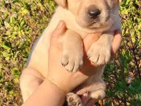 Labrador Retriever Welpen - FCI-Ahnentafel