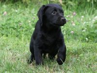 Labrador Retriever Welpen - FCI-Ahnentafel, suchen ein neues Zuhause