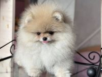 Reinrassige Pomeranian-Welpen zu verkaufen
