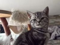 Reinrassige BKH Kitten suchen liebevolles Zuhause