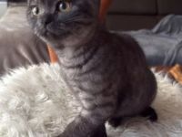 Reinrassige BKH Kitten suchen liebevolles Zuhause