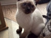 Reinrassige BKH Kitten suchen liebevolles Zuhause