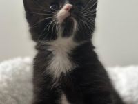 Unsere süßen Tabby-Kitten suchen liebevolles Zuhause