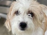 Eko, geb. ca. 11/2021, lebt auf einer Pflegestelle in 53940 Hellenthal