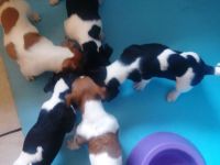 Jack Russell Terrier Rüden mit CHIP/Eu-PASS ab sofort