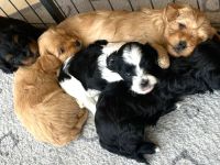 Kleine Maltipoo-Welpen suchen ihr Herzenszuhause 🐾💛