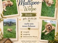 Maltipoo-Welpe Rüde aus liebevoller Familienaufzucht suchen ihr Zuhause