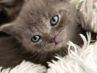 6 Britisch-Kurzhaar-Kitten aus liebevoller Aufzucht suchen ein Zuhause auf Lebenszeit