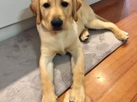 Labrador Hündin