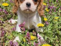 Cavalier King Charles Spaniel Mädchen