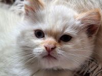 Birma/BKH Mixkätzchen