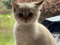 Katze zu verkaufen