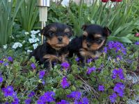 Niedliche Yorkshire Terrier Welpen abzugeben