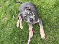 American Bully