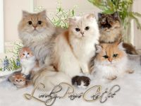 Lordly-Paws-Castle