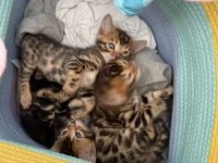 Bengal kitten suchen ein schönes zuhause