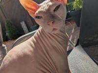 Liebhaber gesucht - Sphynx Mädels