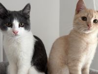 BKH Siam Mix Katze & Kater mit Impfpass