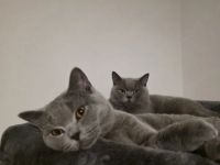 BKH KATZENDUO